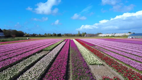 Flower field in full bloom drone 4K - slide slow Stock Footage 333114122
