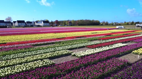 Flower field in full bloom drone 4K - drone in Stock Footage 333114170