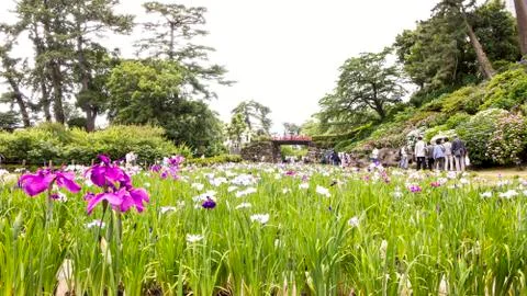 Flower field with hydrangea and red bridge background Stock Photos