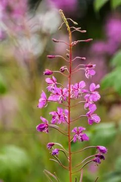 Flower of field Ivan tea. Stock Photos