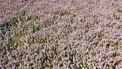 Flower field in the lowlands Stockbeeldmateriaal 127876318