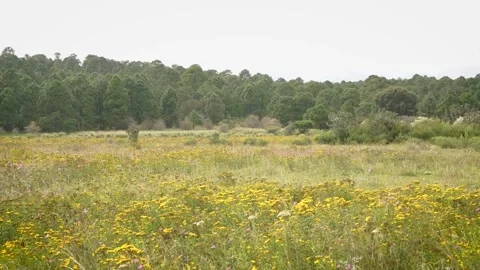 Flower field next to forest Stock Footage 157499039