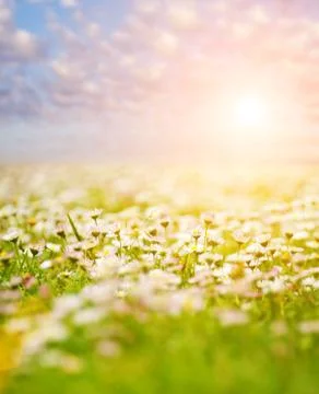 Flower field over blue cloudy sky Ilustração Stock