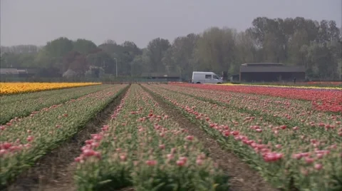 Flower field Pan#5 Stock Footage 3931934