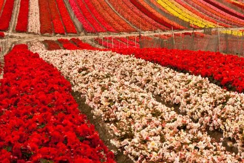 Flower Field Photos