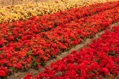 Flower Field 库存照片