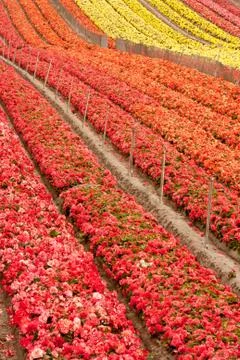 Flower Field Photos