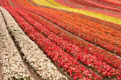 Flower Field Photos