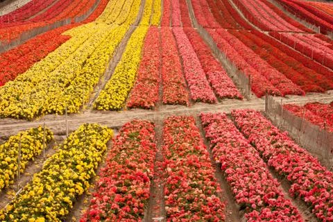 Flower Field 库存照片