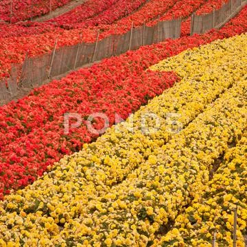 Flower Field Stock Photos