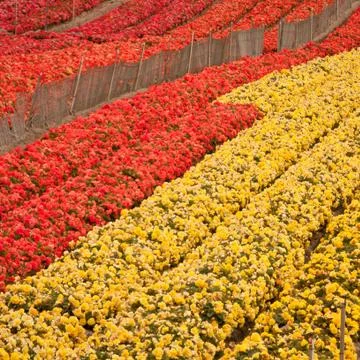Flower Field Stock Photos