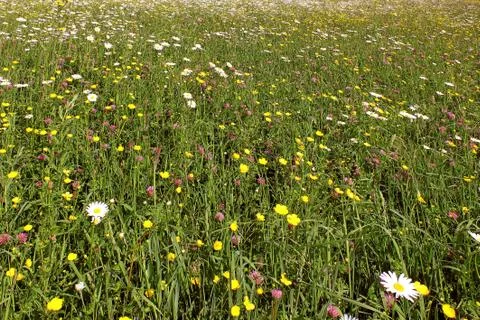 Flower field Stock Photos