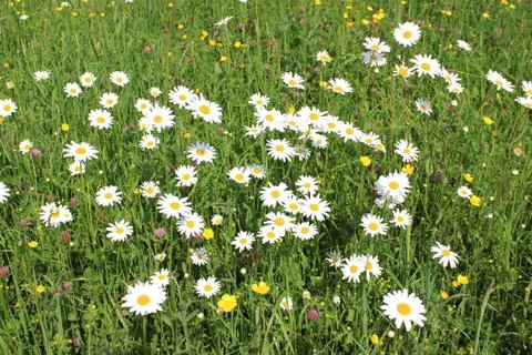 Flower field Stock Photos
