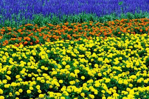 Flower field Stock Photos