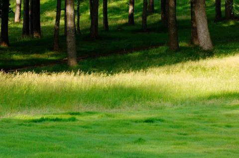 Flower field Stock Photos