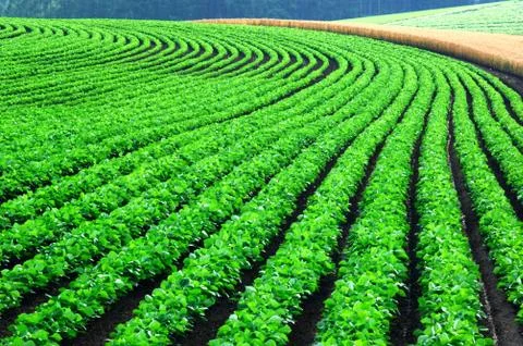 Flower field 写真素材