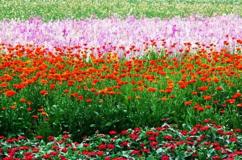 Flower field Stock Photos