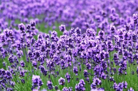 Flower field Stock Photos