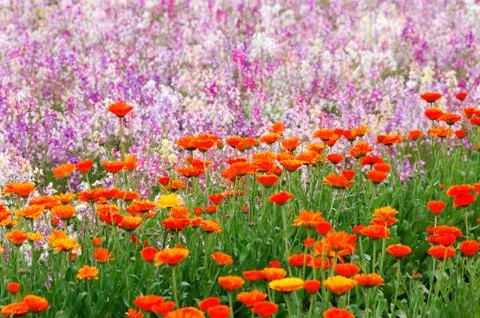 Flower field 库存照片