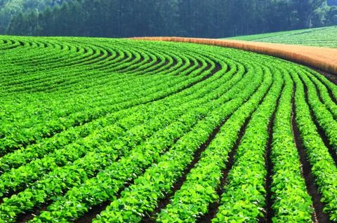 Flower field Stock Photos