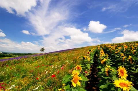 Flower field Stock Photos