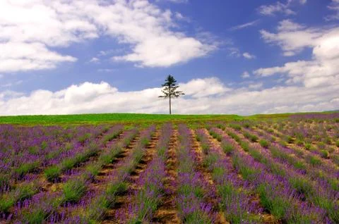 Flower field Stock Photos