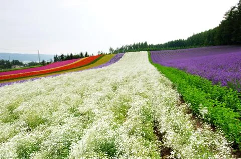 Flower field Stock Photos