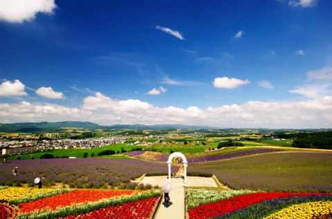 Flower field Stock Photos