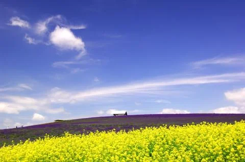 Flower field Stock Photos