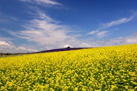 Flower field 스톡 사진