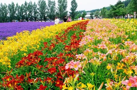 Flower field Stock Photos