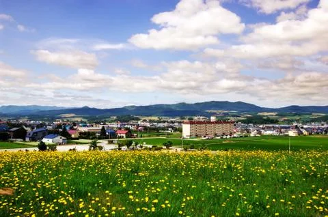 Flower field 库存照片