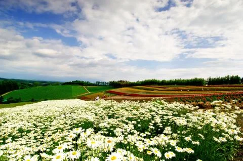Flower field Stock Photos