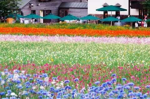 Flower field 写真素材