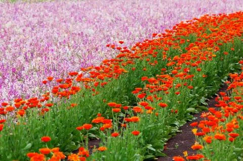 Flower field Fotos Stock