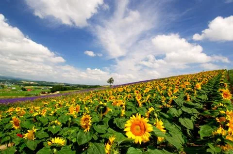 Flower field Stock Photos