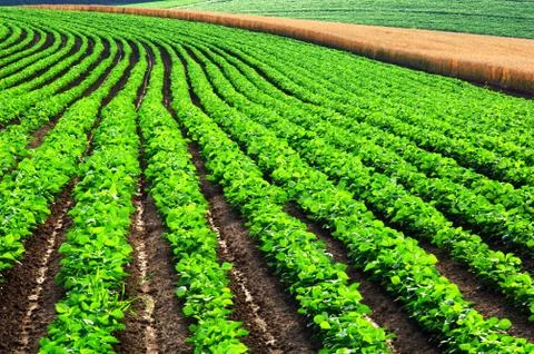 Flower field Stock Photos