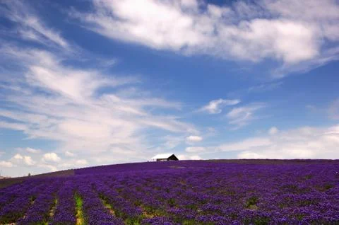 Flower field Stock Photos