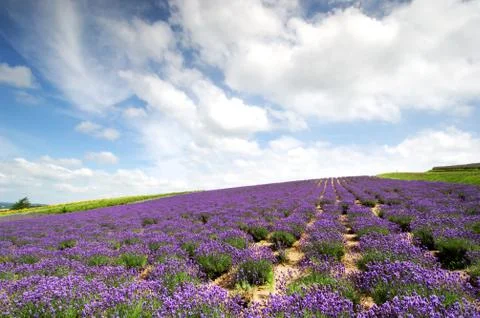 Flower field Stock Photos