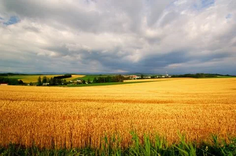 Flower field Stock Photos