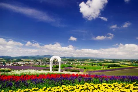 Flower field Stock Photos