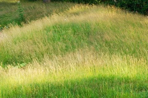 Flower field Stock Photos