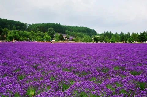 Flower field Stock Photos