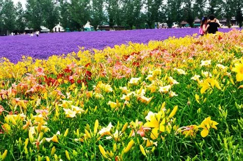 Flower field Stock Photos