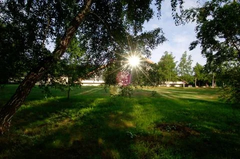 Flower field Fotos Stock