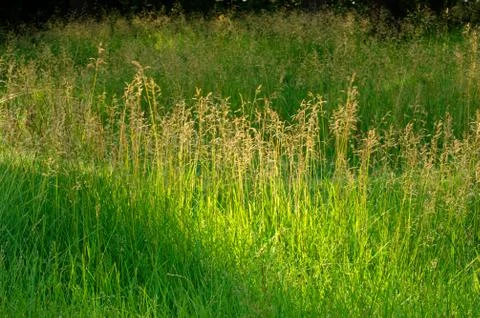 Flower field Stock Photos