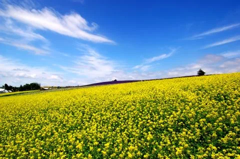 Flower field Stock Photos