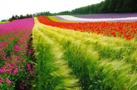 Flower field Stock Photos