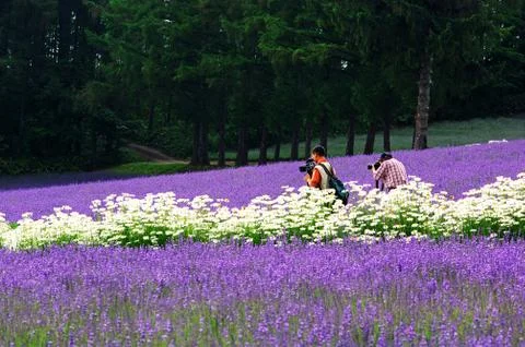 Flower field Fotos Stock