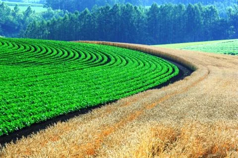 Flower field Stock Photos